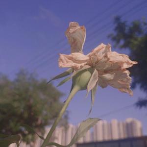 麻豆视频国产精品
